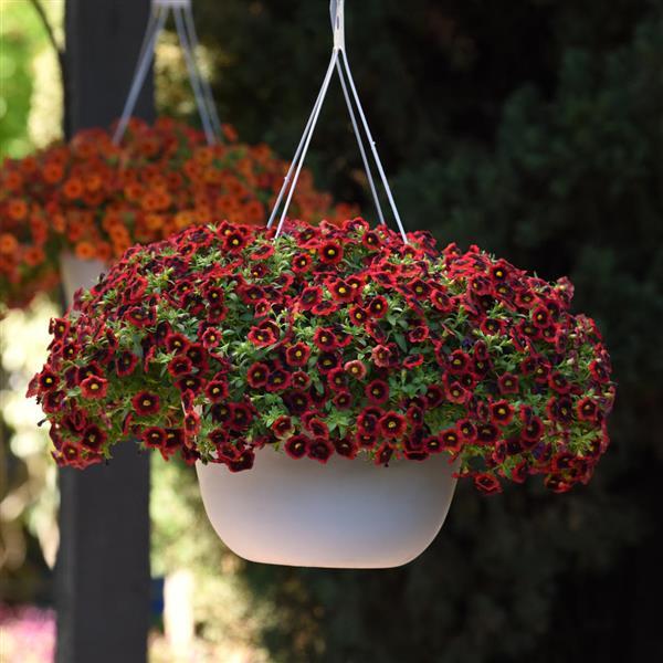 PLANT NAME Basket
