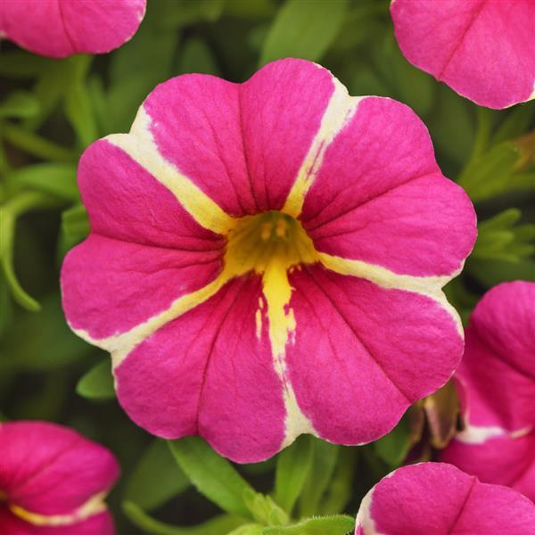 PLANT NAME Bloom
