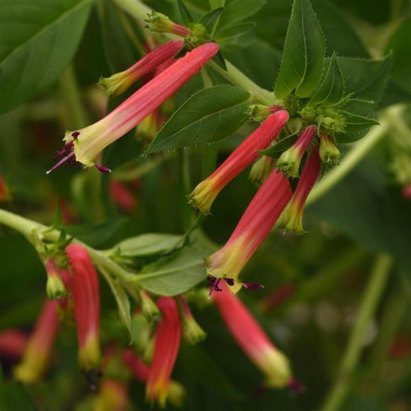 PLANT NAME Bloom