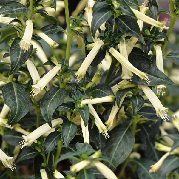 PLANT NAME Bloom