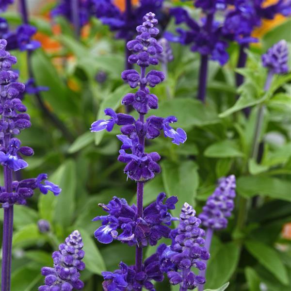 PLANT NAME Bloom