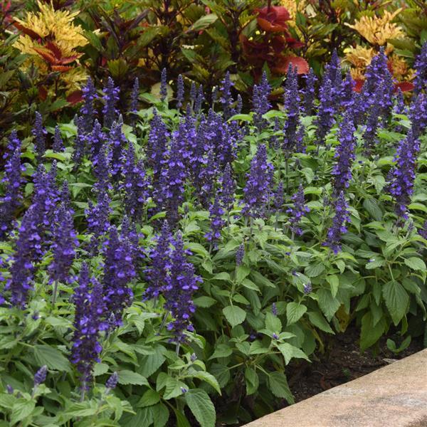 PLANT NAME Landscape