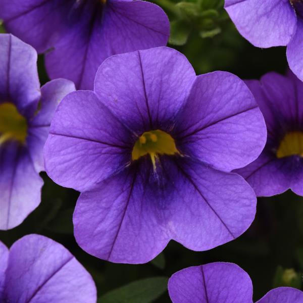 PLANT NAME Bloom