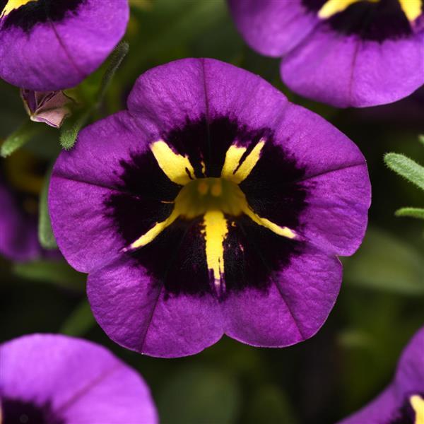 PLANT NAME Bloom