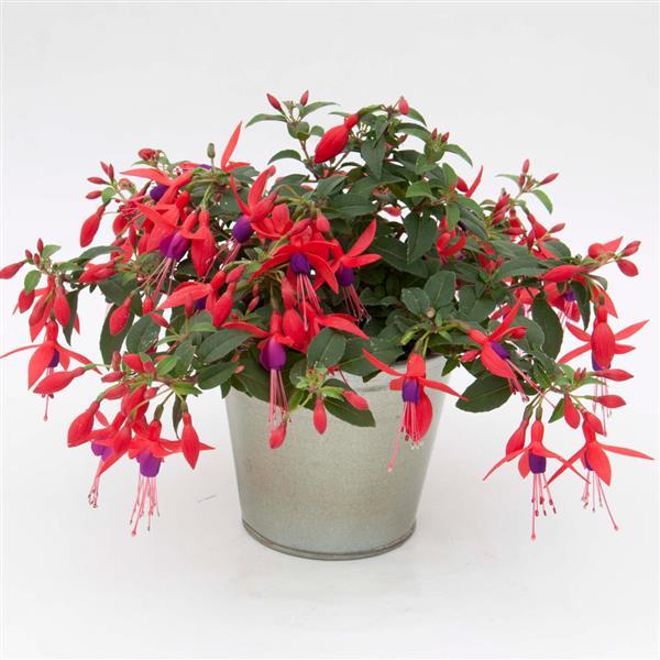 PLANT NAME Container