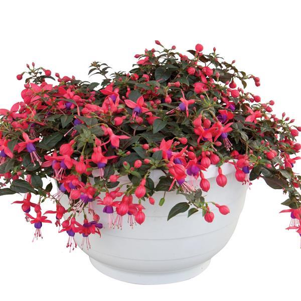 PLANT NAME Container