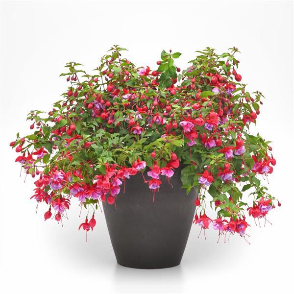 PLANT NAME Container