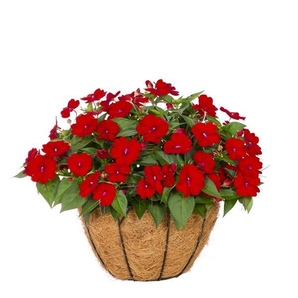 PLANT NAME Container