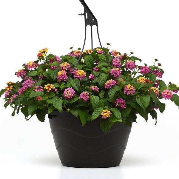 PLANT NAME Basket