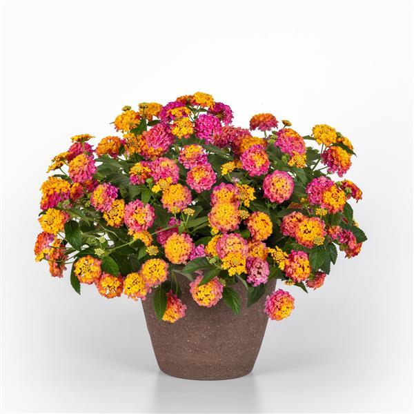 PLANT NAME Container