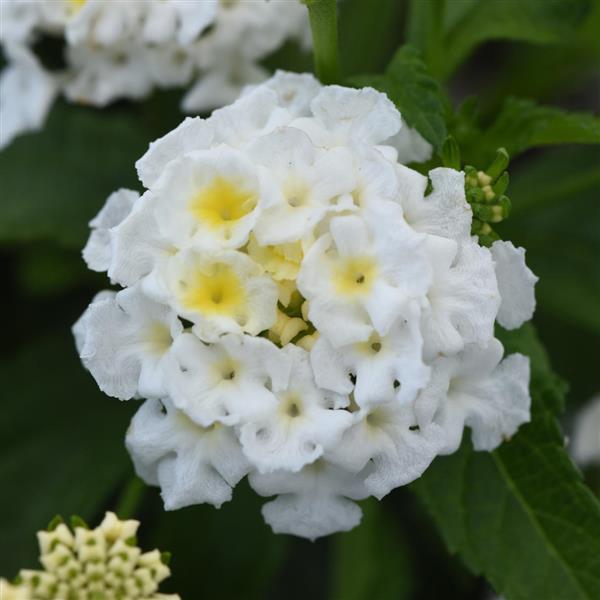 PLANT NAME Bloom