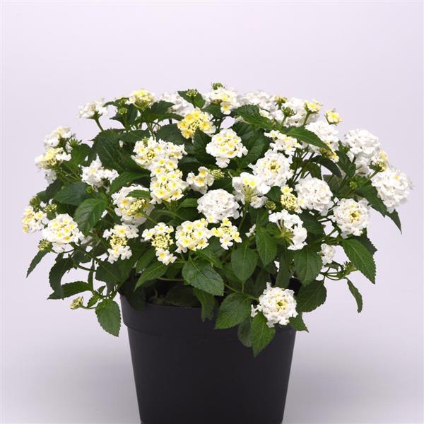 PLANT NAME Container