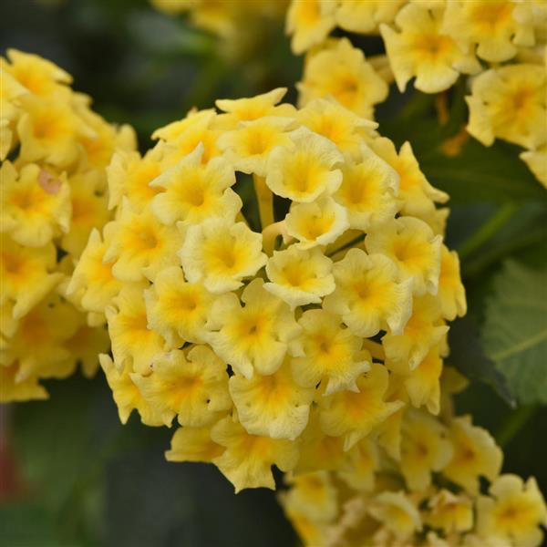 PLANT NAME Bloom