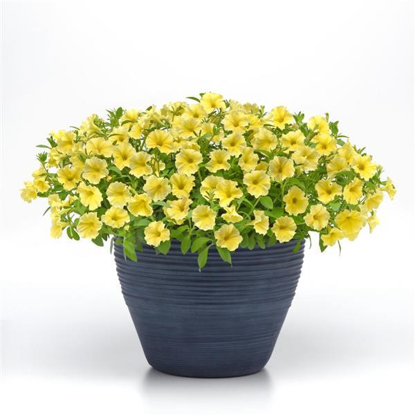 PLANT NAME Container