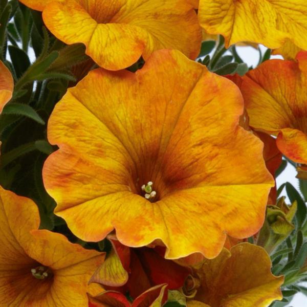 PLANT NAME Bloom