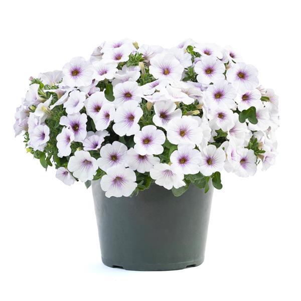 PLANT NAME Container