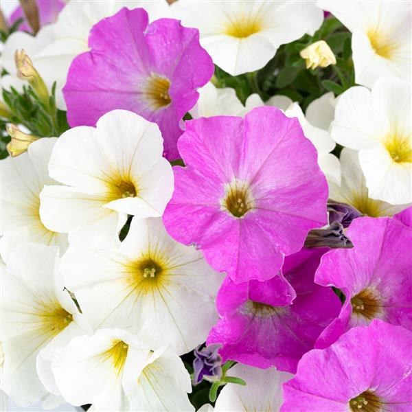 PLANT NAME Bloom