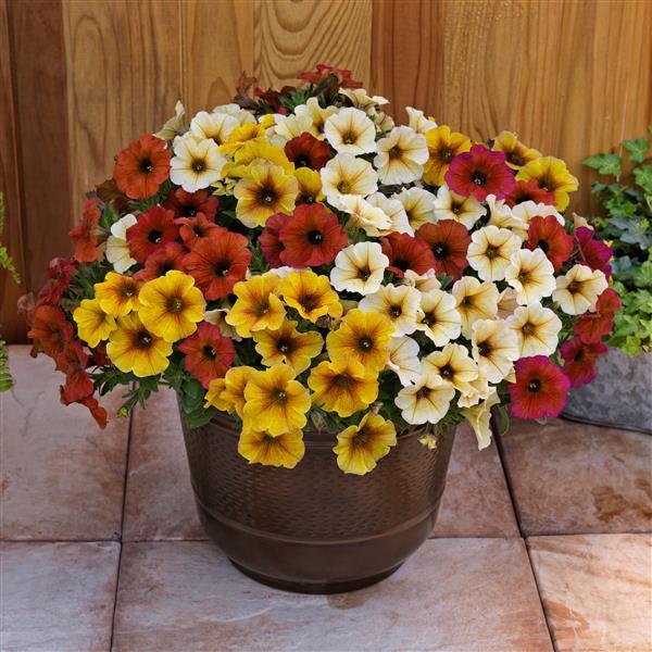 PLANT NAME Container