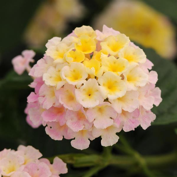 PLANT NAME Bloom