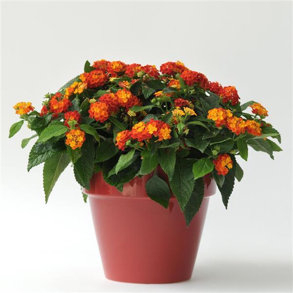 PLANT NAME Container