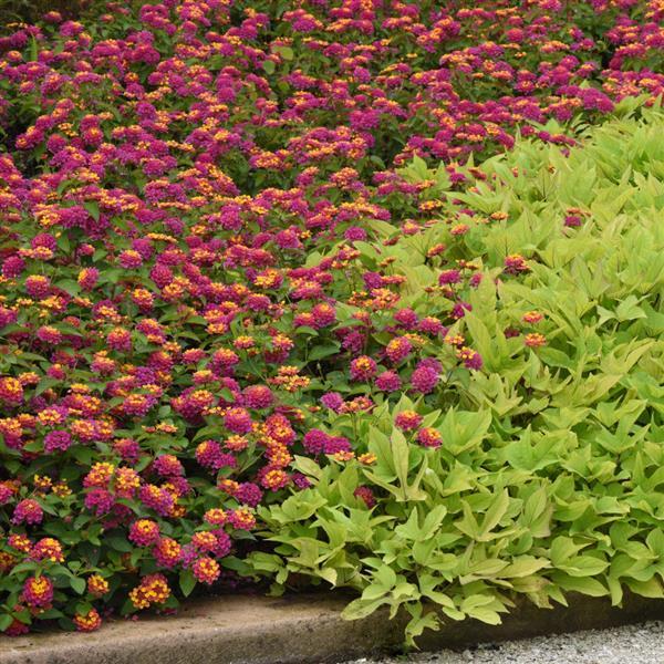 PLANT NAME Commercial Landscape 1