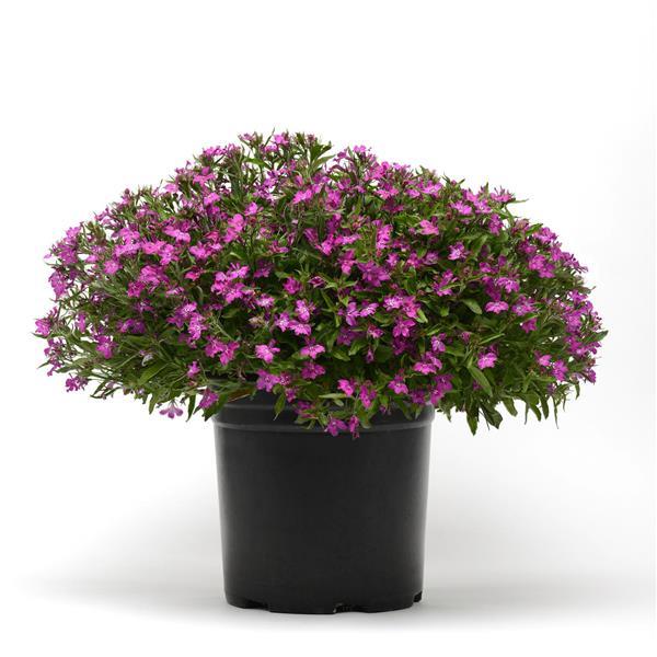 PLANT NAME Container