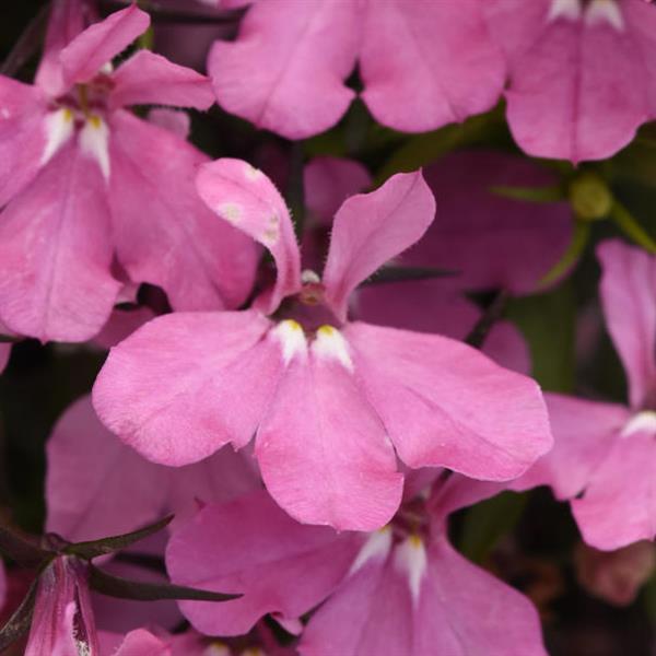 PLANT NAME Bloom