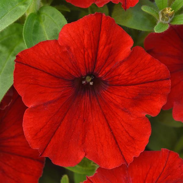 PLANT NAME Bloom
