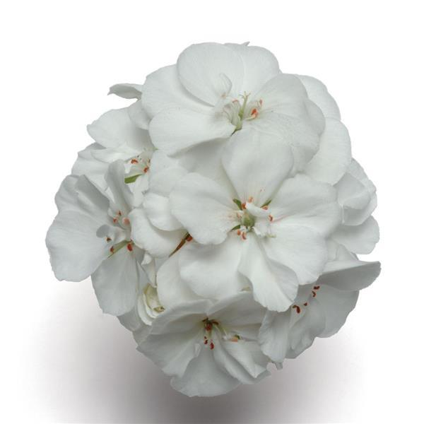 PLANT NAME Bloom
