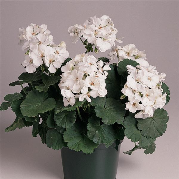 PLANT NAME Container