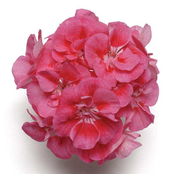 PLANT NAME Bloom