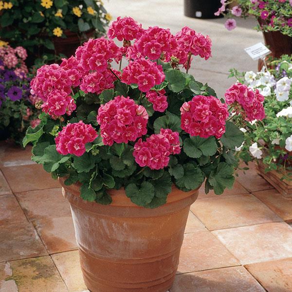 PLANT NAME Container