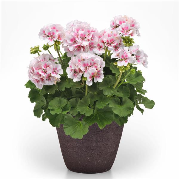 PLANT NAME Container