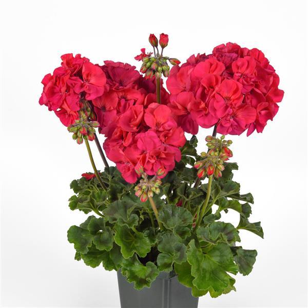 PLANT NAME Container