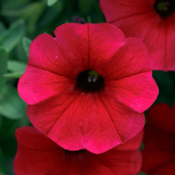 PLANT NAME Bloom
