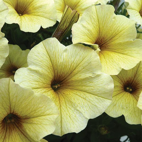 PLANT NAME Bloom