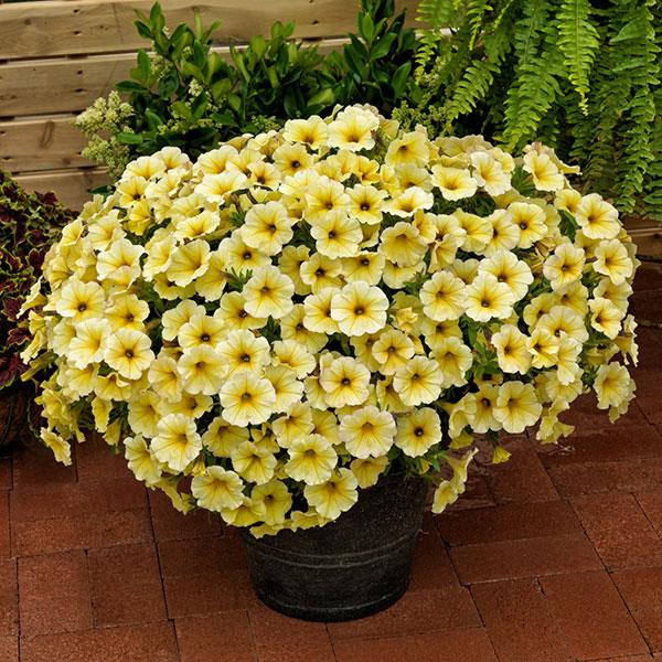 PLANT NAME Container
