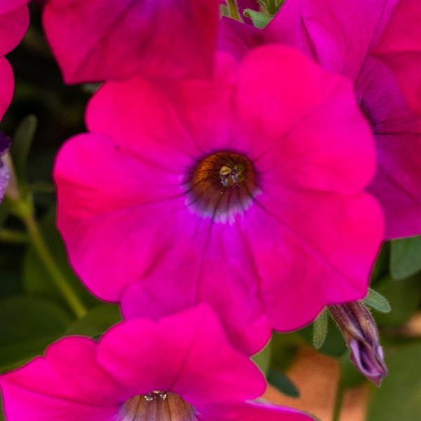PLANT NAME Bloom