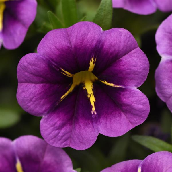 PLANT NAME Bloom
