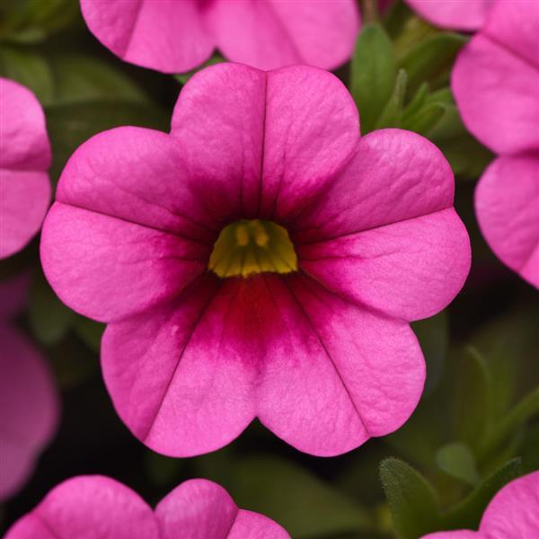 PLANT NAME Bloom
