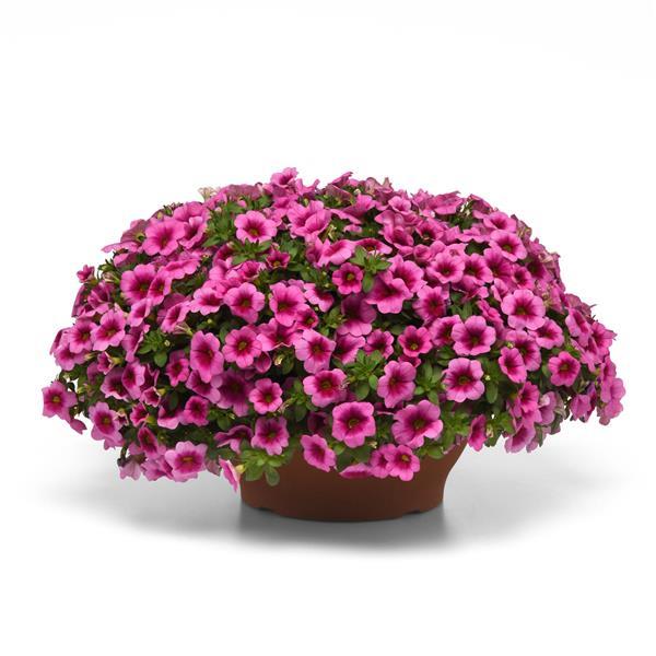 PLANT NAME Container