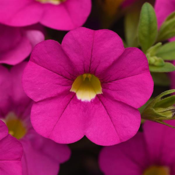 PLANT NAME Bloom