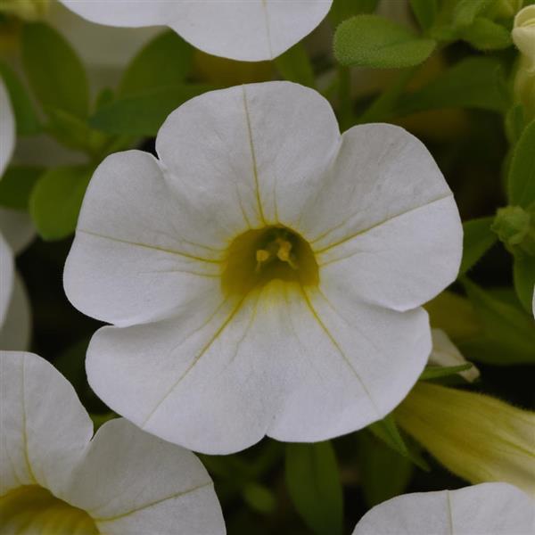 PLANT NAME Bloom