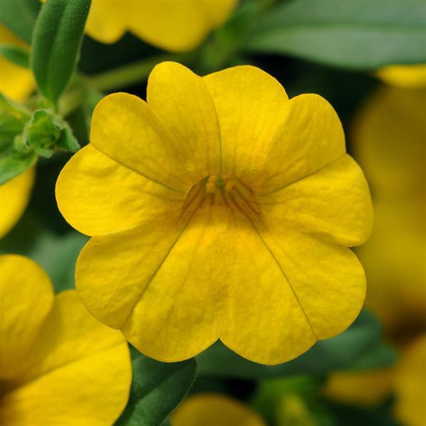 PLANT NAME Bloom