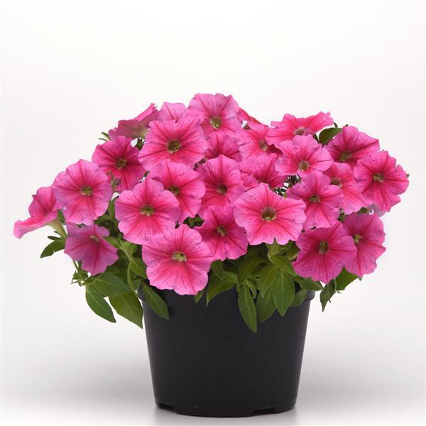 PLANT NAME Container