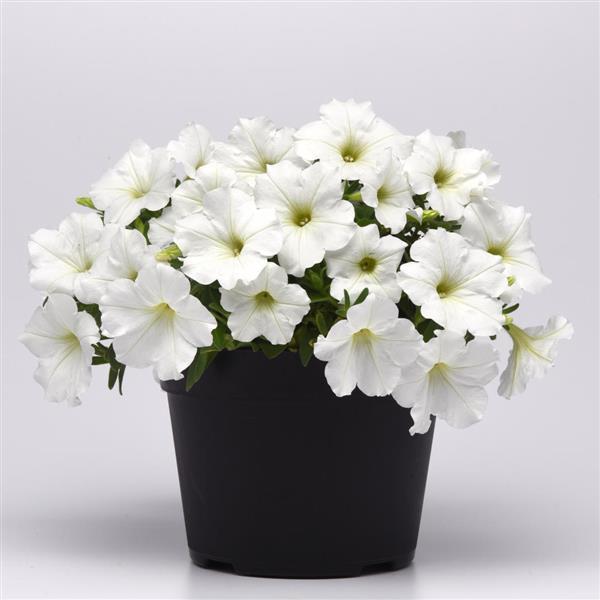 PLANT NAME Container