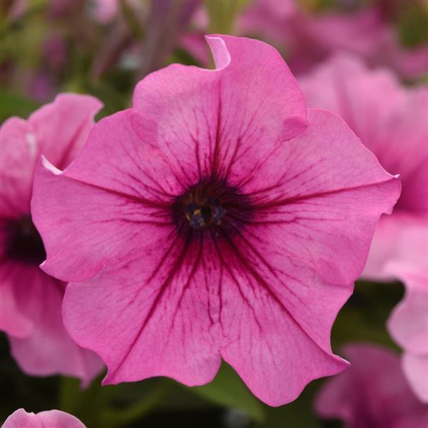 PLANT NAME Bloom