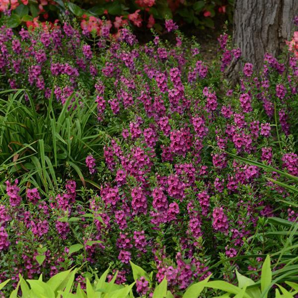 PLANT NAME Landscape