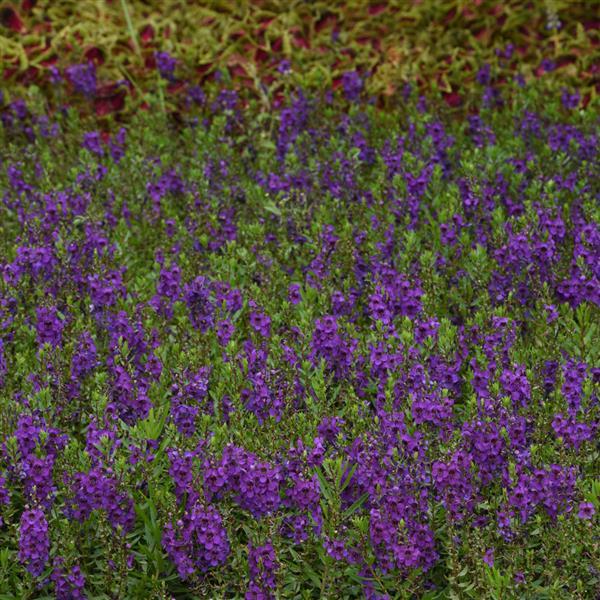 PLANT NAME Commercial Landscape 1