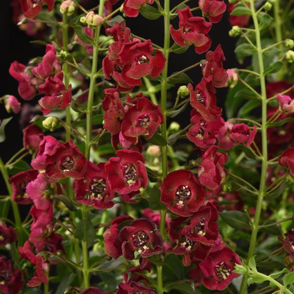 PLANT NAME Bloom